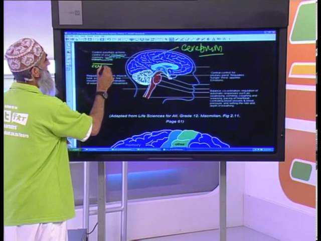 The Nervous System: Grade 12 Life Science