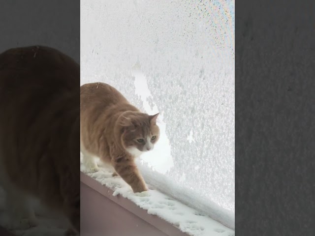 This is Canada. George is not ready for outside.  #snowstorm #blizzard #funnycat #catinthesnow #cat