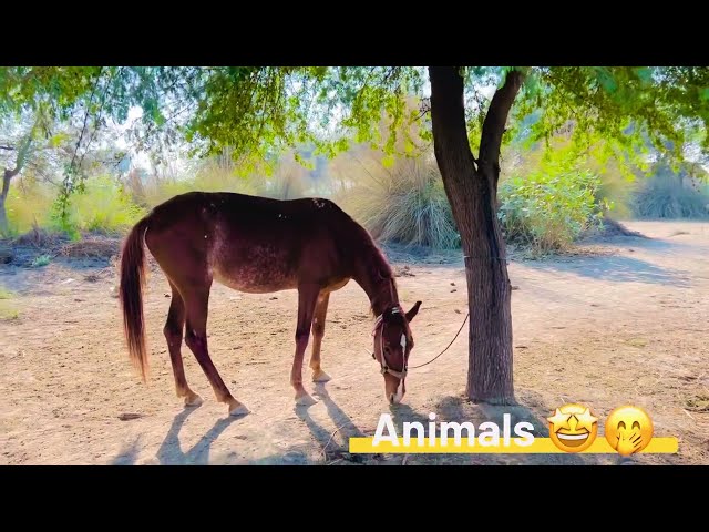 Nice 🤩🐃Коні Ваговози.Жеребець на Паровку.Привезли лошицю з Бачача.Коні Тернопільщини🔥13 January 2025