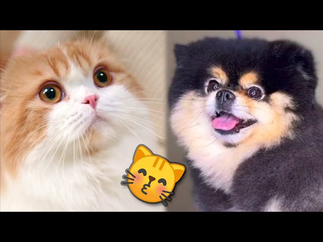 Cute kitty / cats and puppies when you are stressed №16 😻🐾 | JoysPets