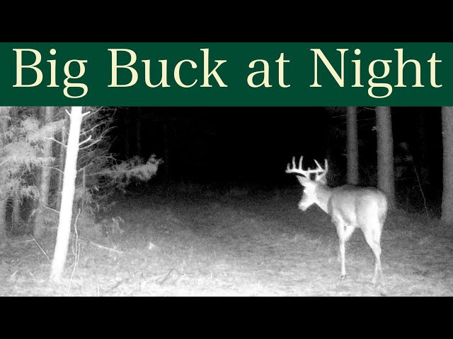 Winter Wildlife | Big Buck and Other Animals at Night