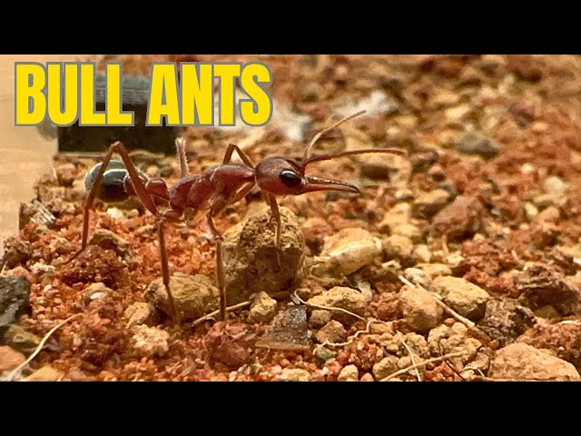 Giant Bull Ants - Myrmecia Brevinoda Update