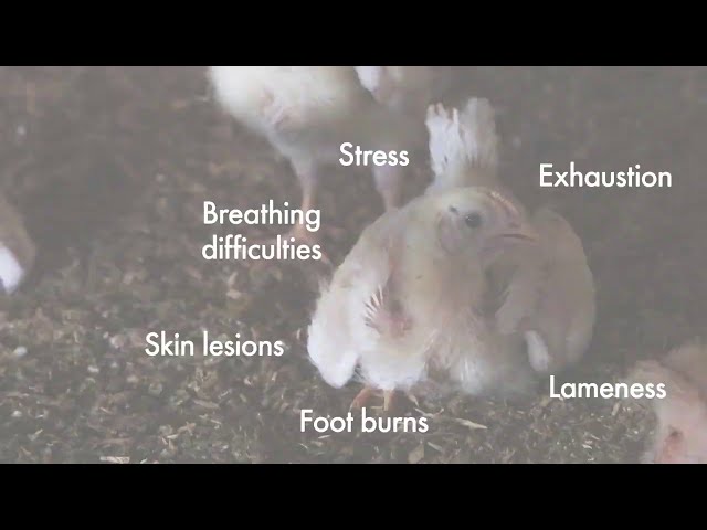 Pledge to Bring Change for Chickens ( world animal protection India)