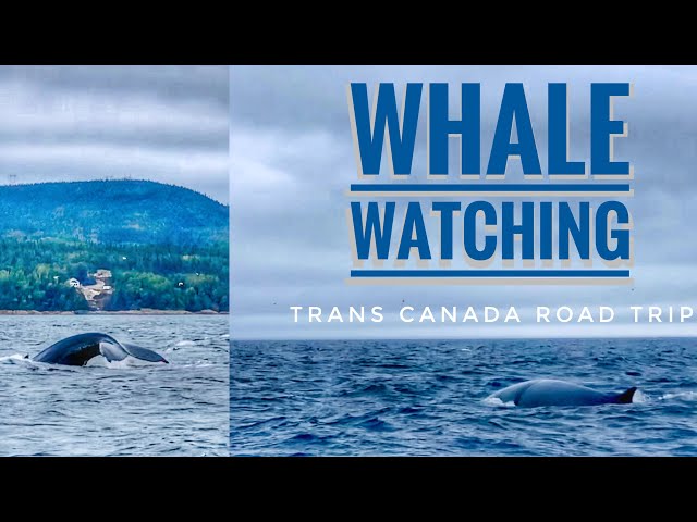 🍁Trans-Canada Road Trip🚗Day 6 Whale Watching🐳 From Québec City to Tadoussac🐋Black Whale 🦭Seal