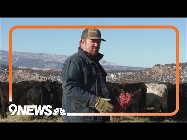 1 month since more wolves released in western Colorado