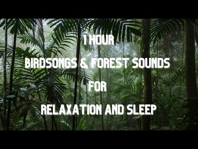 Forest Serenity 🌳🎶 | 1 Hour of Birdsongs & Forest Sounds for Relaxation and Sleep