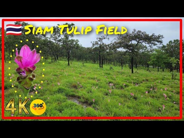 🇹🇭 [360°] Siam Tulip Field on the Mountain of Chaiyaphum 🌷