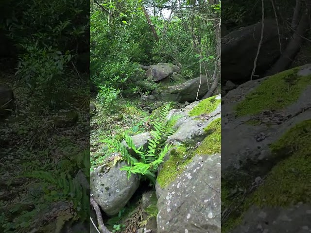 Going Wild Green Tea Field in Deep Forest