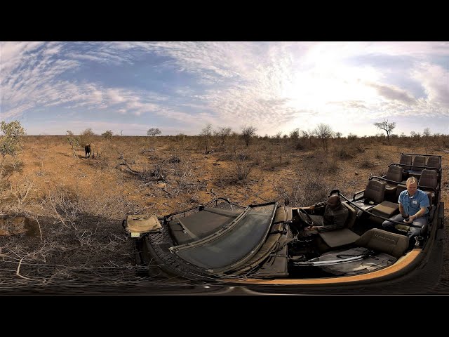 360 Live Cam - Wildlife Photo Safaris  #VR  #Wildlife  #Live