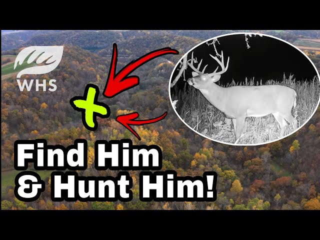 How To Find A Buck's Bedding Area