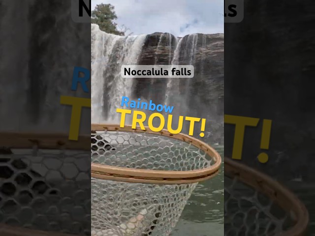 Noccalula Trout Fishing at the base of the falls!