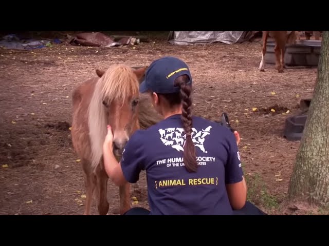 Animal Hell In Mississippi