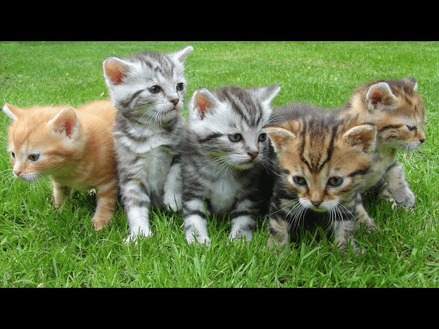 Compilation of Adorable Cat Sounds That Will Melt Your Heart!