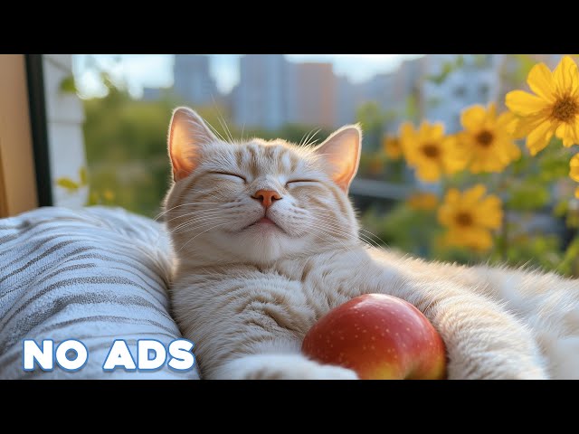 🔴[LIVE] Calming Music for Cats 🐈 Sleep Music for Cats No Ads ♬ Sleep Music for Anxious Cats🔴