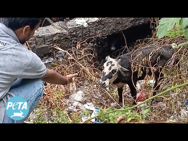 Animal Rahat Transforms the Lives of Two Calves