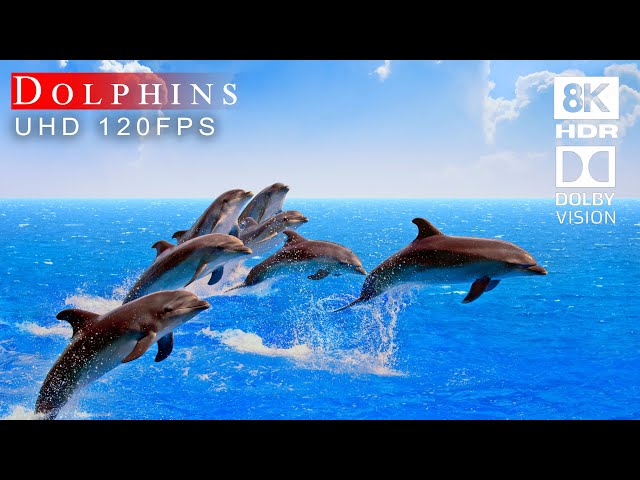 Dolphin Paradise in 8K HDR - Stunning Underwater Footage of Dolphins