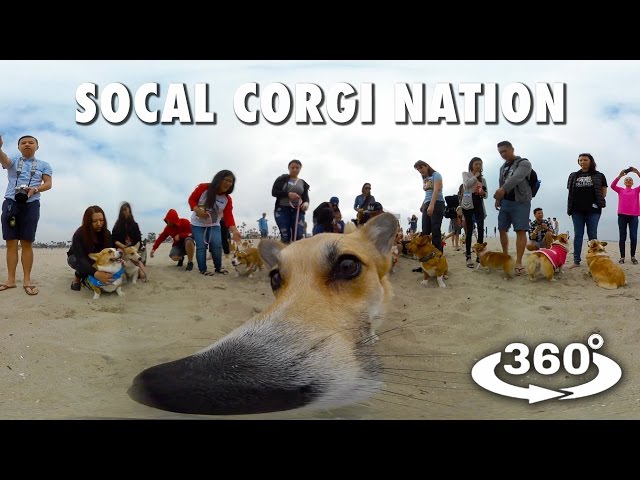 SOCAL CORGI NATION (360°  4K VR)