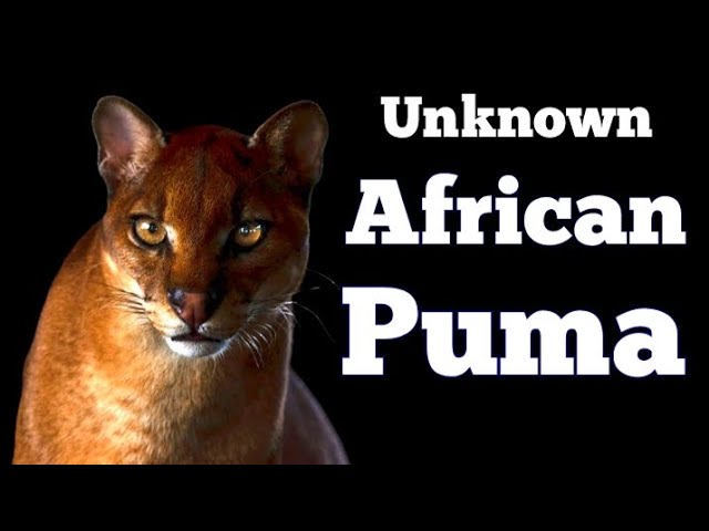 The Forgotten Cat of Africa : African Golden Cat Documentary.