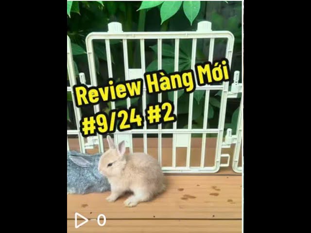 [PART 2/4]Tháng 9 này Đảo Thỏ có gì? #shorts  #DaoThoAlice #Tho #MiniLop #TaiCup #Thomini #ThoHaLan