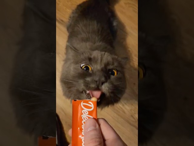 Salmon flavored GoGurt