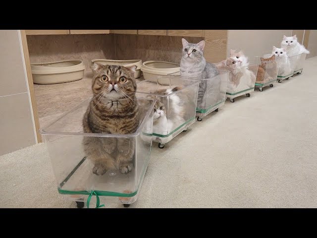 The Lovely Cat Train Is Now Leaving! (ENG SUB)