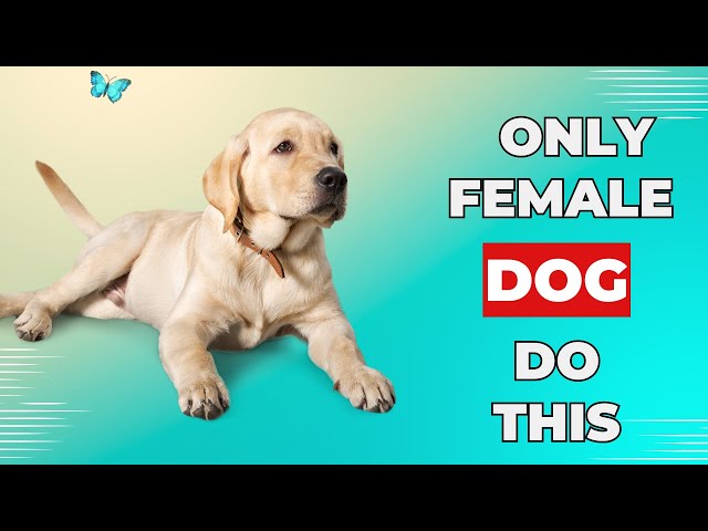 Surprising Things Only Female Dogs Do With Their Owners And You Need to Know!