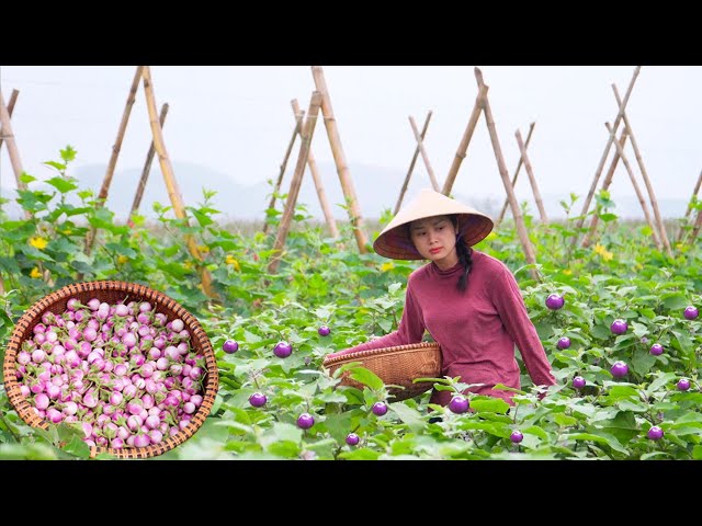 Harvest Eggplants, Make Pickled Eggplants To Sell At The Market, Cook A Meal From Eggplants