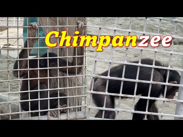 Chimpanzee Couple Fighting | Chimpanzee Eating Fruits and Vegetables | Doctor Bhai Vlogs |