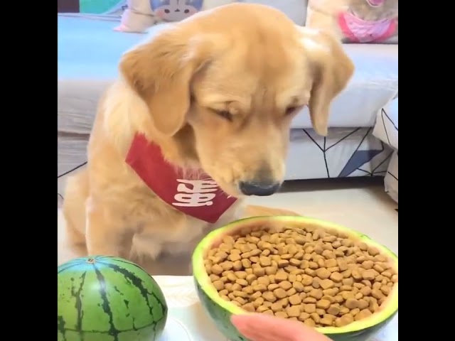 Funniest  Cutest Golden Retriever Puppies  30 Minutes of Funny Puppy Videos