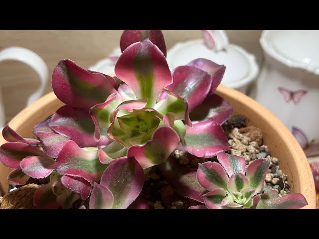 Yeni aldığım Aeonium Pink witch ve açan Cambrio #plants #garden #gardening