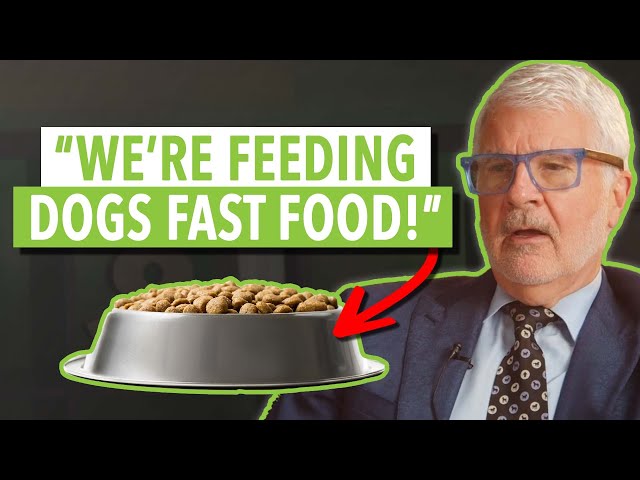 How to feed your dog (for health and longevity) | Ep181