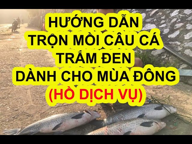 Hướng dẫn trộn mồi câu cá trắm đen dành cho mùa đông (DC.01)