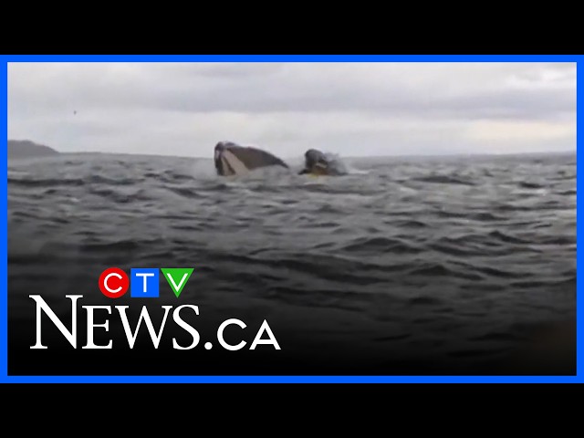 Humpback whale swallows kayaker off Chile before releasing him