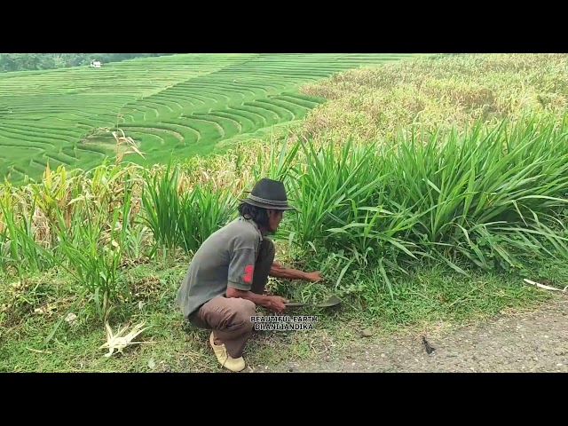 Traditional Farming: Farmer Harvesting Animal Feed with a Sickle in a Vast Green Rice Field