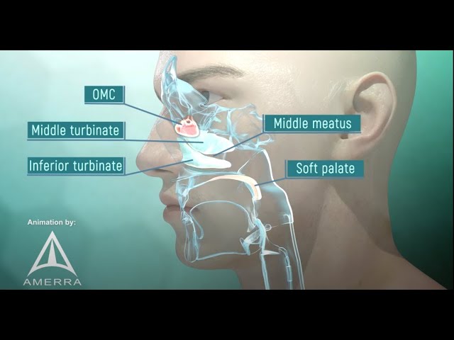 Tour of the Nasal Passage - 3D animation