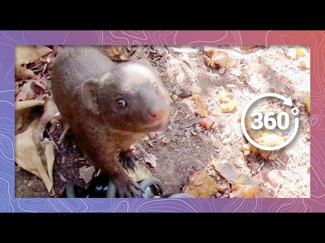 Animals of the African Bush - Dwarf Mongoose and Crested Francolin | Wildlife in 360 VR