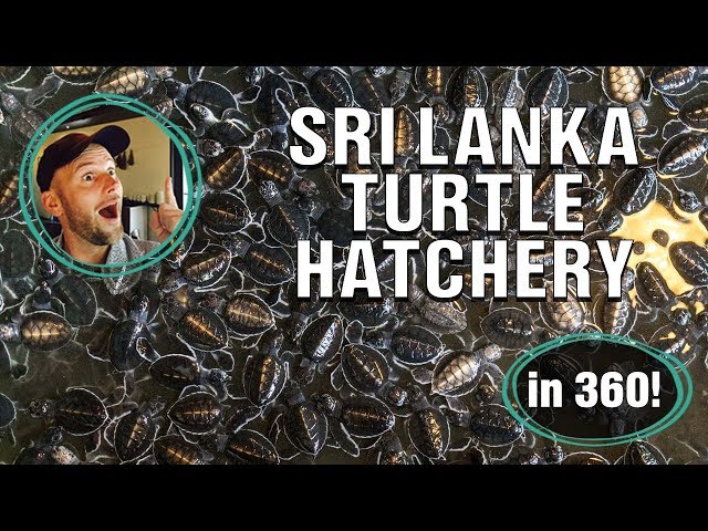 A virtual tour of a Sri Lankan turtle hatchery