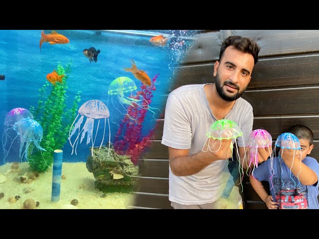 Jelly Fish Aquarium Main Dal Di😅