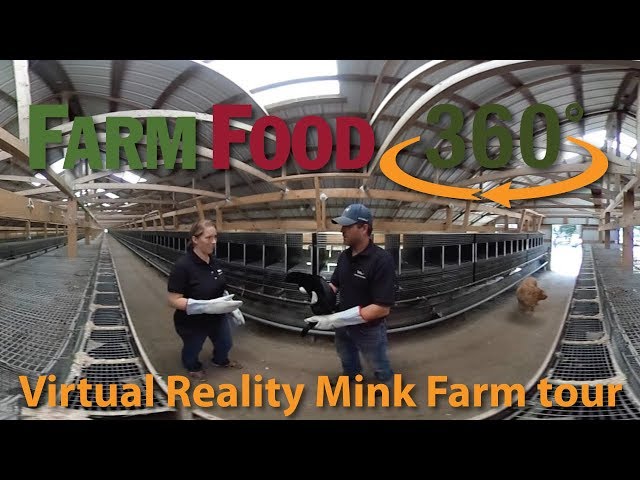 360 Mink farm tour