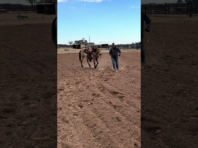 Building a relationship on the ground with Drake a 3 year future rope horse.