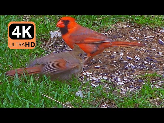 Northern Cardinal and His Baby - Learning about Life - Bird Song - Nature Bird Adventure