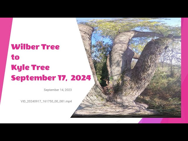 Wilber Tree to Kyle Tree, Green Meadow Trail