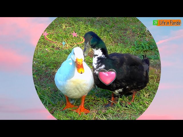 Duck Sounds: Swedish Ducks Show Love to Pekin Ducks❤️🦆Ducks Quacking in 4K HDR