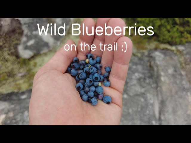 Wild Blueberries | Days 147-149 | Appalachian Trail Thru Hike Vlog 2024