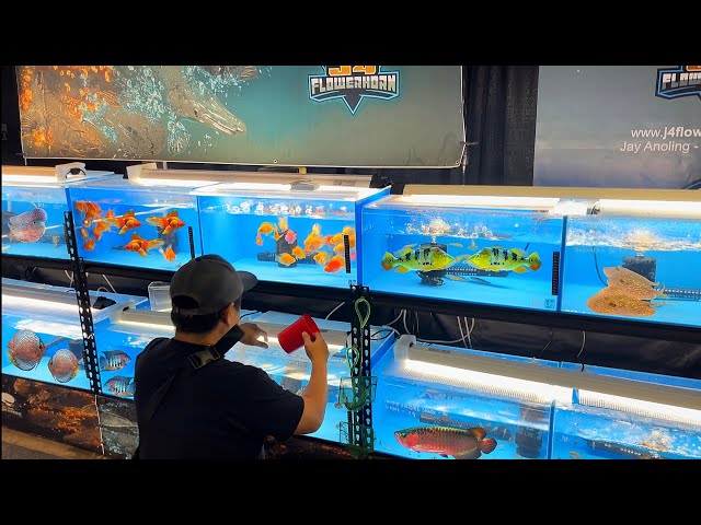 This Is The BIGGEST Exotic Fish Selection I've Ever Seen! *Tour*