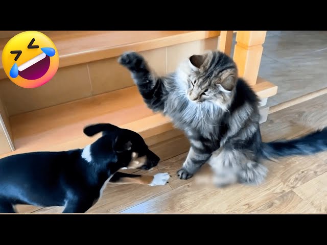 Cats VS  Dogs  😹😂 Hilarious Cat & Dog Video Compilation