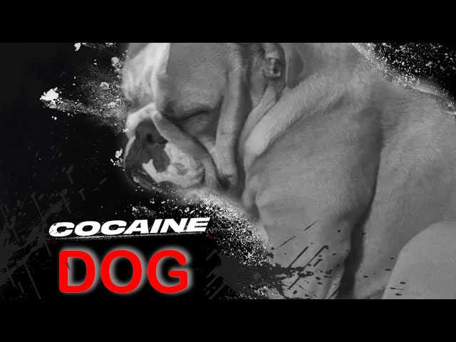 I GAVE MY DOG COCAINE