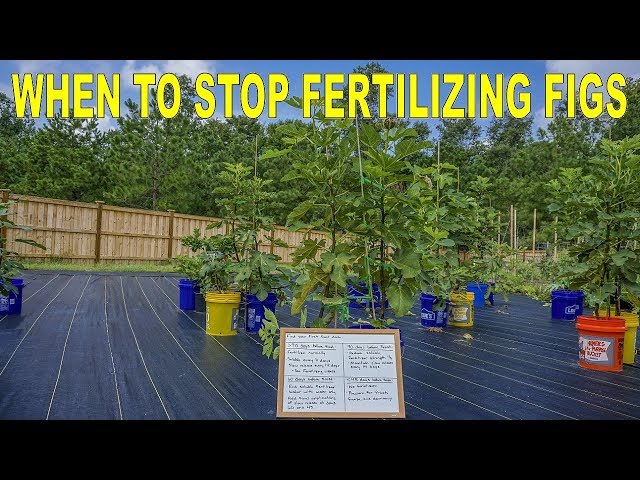 How And When To Stop Fertilizing Fig Trees For Dormancy