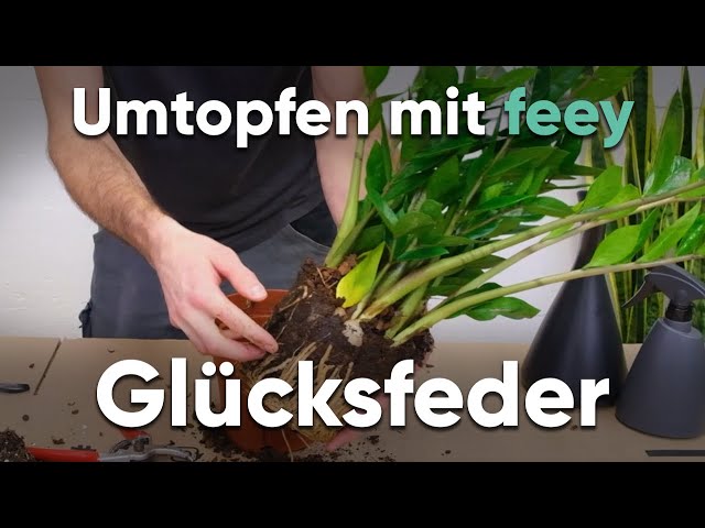 Wie topfe ich eine Glücksfeder um? - Umtopfen mit feey