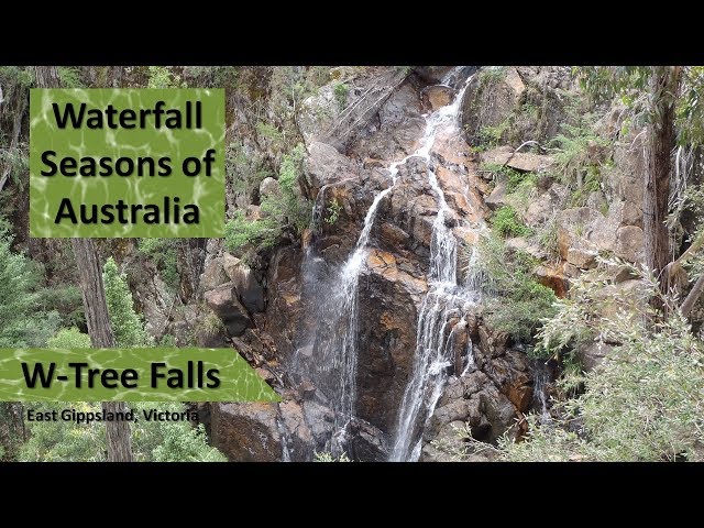 W Tree Falls near Buchan in Victoria, Australia